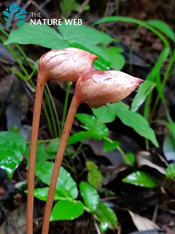 Forest Ghost Flower